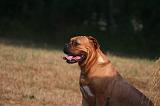 DOGUE DE BORDEAUX 397